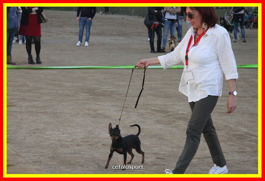 180311 mostra_canina 075.jpg